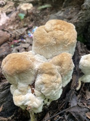 Bondarzewia berkeleyi