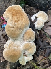 Bondarzewia berkeleyi