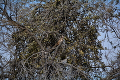 Agelanthus natalitius
