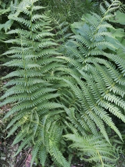 Oreopteris limbosperma