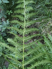 Oreopteris limbosperma