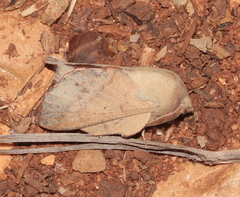 Phyllodesma suberifolia