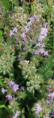 Thymus odoratissimus