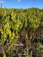 Erica coccinea