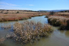 Cyperus sexangularis