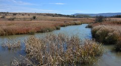 Cyperus sexangularis