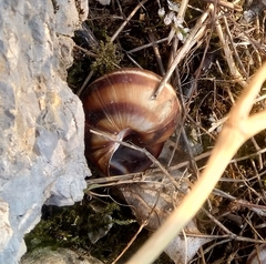 Helix lucorum