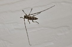 Acanthocinus obsoletus