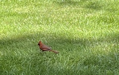 Cardinalis cardinalis cardinalis