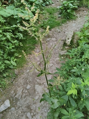 Rumex arifolius