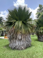 Copernicia macroglossa