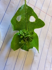 Andricus foliaformis