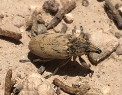 Temnorhinus mendicus