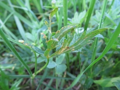 Aecidium ranunculi-acris