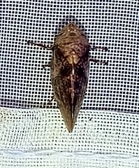 Cephisus siccifolius