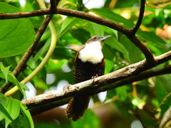 Pheugopedius fasciatoventris