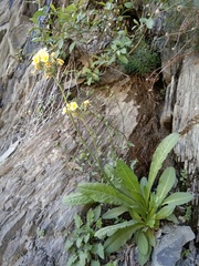 Primula luteola
