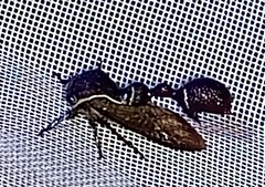 Heteronotus trinodosus