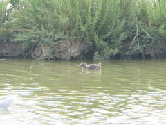 Ichthyaetus melanocephalus