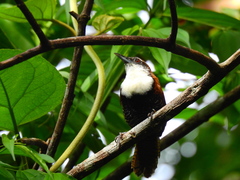 Pheugopedius fasciatoventris