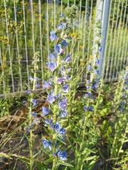 Echium vulgare