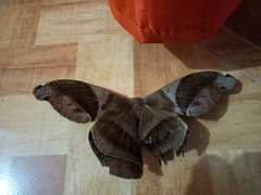 Rhescyntis hippodamia