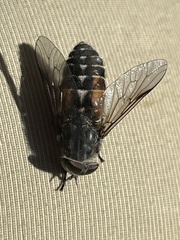 Hybomitra bimaculata