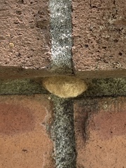 Insecta