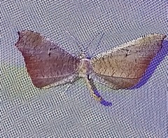 Macrosoma rubedinaria