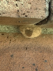 Insecta