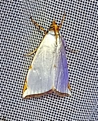 Argyria rufisignella