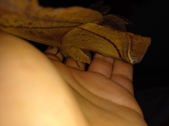 Rhescyntis hippodamia