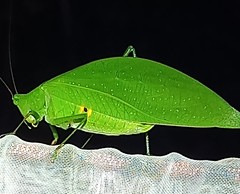 Petaloptera