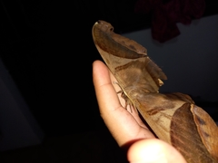 Rhescyntis hippodamia