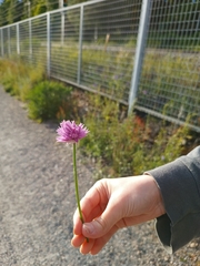 Allium schoenoprasum