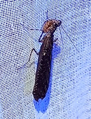 Pseudomiopteryx infuscata