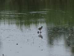 Recurvirostra avosetta