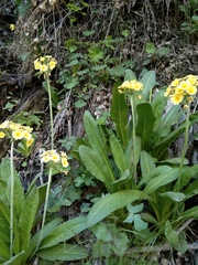 Primula luteola