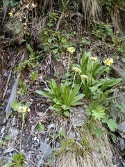 Primula luteola
