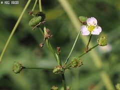Alisma lanceolatum
