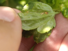 Cryptomyzus korschelti
