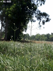 Alisma lanceolatum