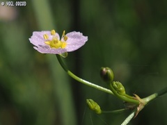 Alisma lanceolatum