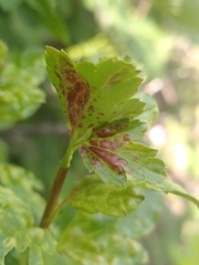 Cryptomyzus korschelti