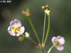 Alisma lanceolatum