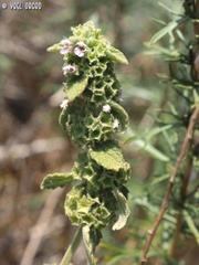 Ballota philistaea