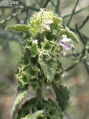 Ballota philistaea