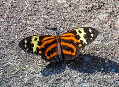 Tithorea harmonia caissara