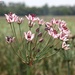 Flowering-Rush - Photo (c) Yael Orgad, some rights reserved (CC BY-NC), uploaded by Yael Orgad