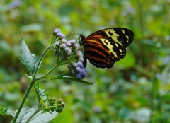 Tithorea harmonia caissara